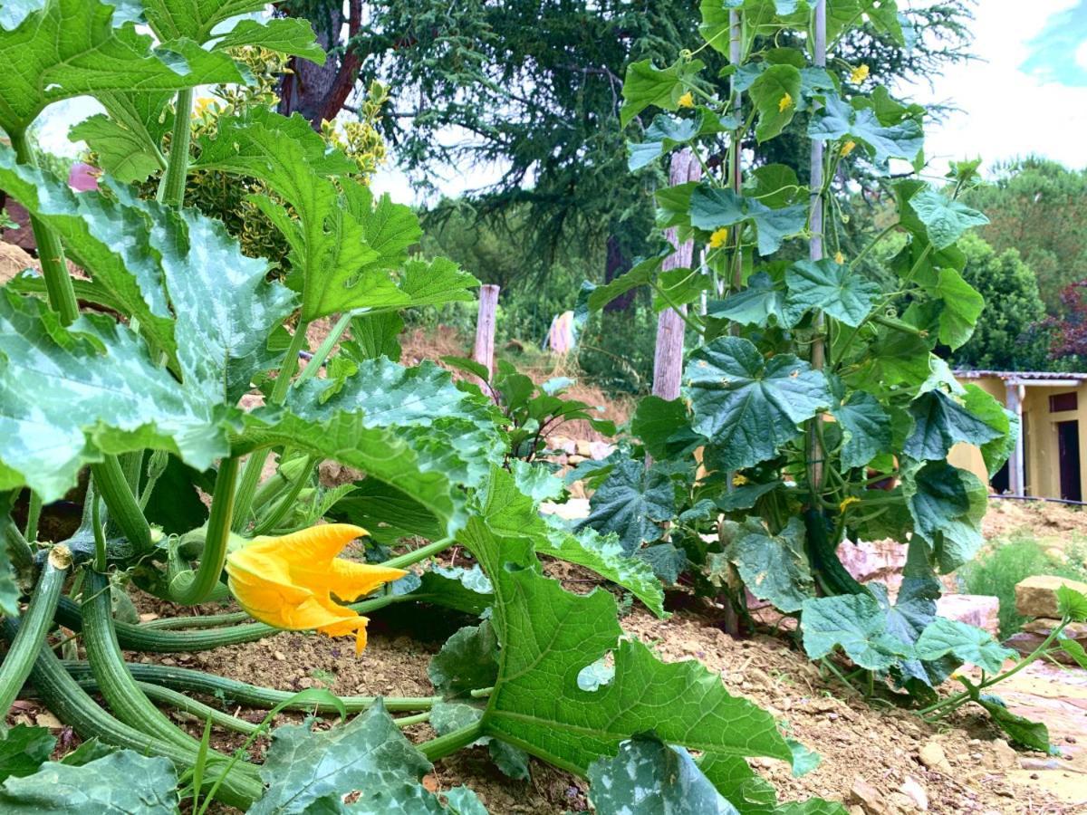 Agriturismo La Collina Toscana Pieve a Maiano Εξωτερικό φωτογραφία