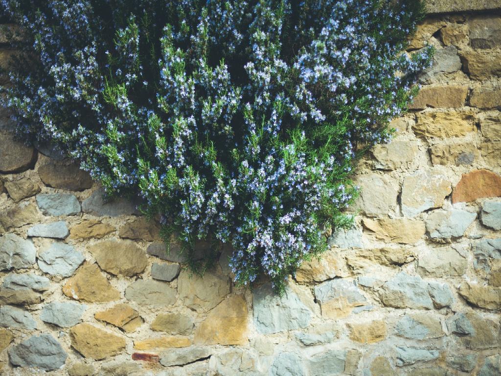 Agriturismo La Collina Toscana Pieve a Maiano Εξωτερικό φωτογραφία